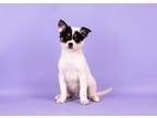 Adopt Vibe a Cattle Dog, Mixed Breed