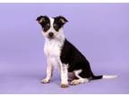 Adopt Viper a Cattle Dog, Mixed Breed