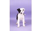 Adopt Veer a Cattle Dog, Mixed Breed