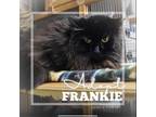 Adopt Frankie a Domestic Long Hair