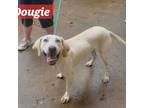 Adopt Dougie a Hound