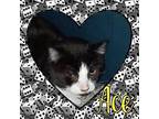 Ace Domestic Shorthair Adult Male