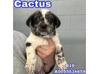 Adopt Cactus a Great Pyrenees, Pointer