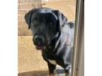 Adopt BEAUX a Black Labrador Retriever, Terrier