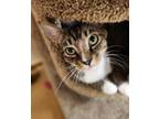 Adopt Linus a Tabby