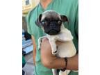 Adopt Dante a Pug