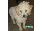 CARSON 932002000671807 Poodle (Miniature) Young Male