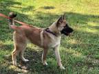 Adopt Machi a German Shepherd Dog, Husky