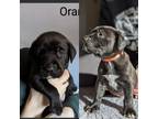 Adopt Odie a Labrador Retriever, Mixed Breed