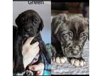 Adopt George a Labrador Retriever, Mixed Breed