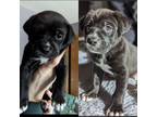 Adopt Jax a Labrador Retriever, Mixed Breed