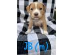 Adopt JB a American Staffordshire Terrier, Mixed Breed