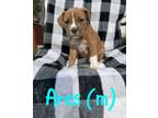 Adopt Ares a American Staffordshire Terrier, Mixed Breed