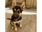 Adopt GSD Puppy #1 a German Shepherd Dog