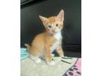 Adopt ZIGGY baby a American Shorthair