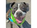 Adopt Rupp a Boxer, American Staffordshire Terrier