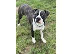 Adopt Rupp a Boxer, American Staffordshire Terrier