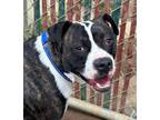 Adopt Rupp a Boxer, American Staffordshire Terrier
