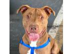 Adopt Finn a Pit Bull Terrier, American Staffordshire Terrier