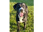 Adopt Whiskey a Black Labrador Retriever, Mixed Breed