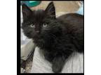 Adopt Black DLH (Macungie Crew) a Domestic Long Hair