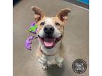 Adopt Kodi a Mixed Breed, Terrier