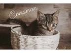 Adopt Cinnamon a Domestic Short Hair