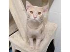 Adopt Dash a Domestic Short Hair