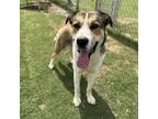 Adopt Sony a Mixed Breed