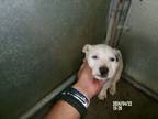 Adopt Klay Thompson a American Staffordshire Terrier, Australian Cattle Dog /