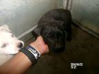 Adopt Brandin Podziemski a American Staffordshire Terrier