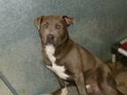 Adopt Prince a American Staffordshire Terrier