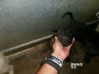 Adopt Draymond Green a American Staffordshire Terrier, Australian Cattle Dog /