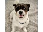 Adopt Spencer a Wirehaired Terrier, Mixed Breed