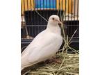 Adopt LOVEY DOVEY a Dove