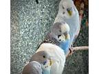 Adopt PARAKET 8 a Parakeet (Other)