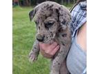 Great Dane Puppy for sale in Leasburg, NC, USA