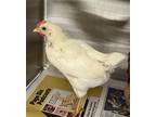 Adopt WHITE CHICKEN a Chicken