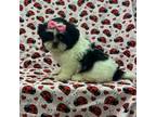 Shih Tzu Puppy for sale in Robertsdale, AL, USA
