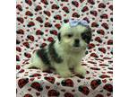 Shih Tzu Puppy for sale in Robertsdale, AL, USA