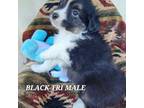 Miniature Australian Shepherd Puppy for sale in Tishomingo, OK, USA