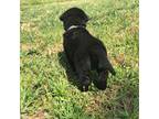 Labrador Retriever Puppy for sale in Hurricane Mills, TN, USA