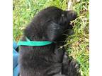 Labrador Retriever Puppy for sale in Hurricane Mills, TN, USA