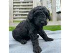 Labradoodle Puppy for sale in Archbold, OH, USA