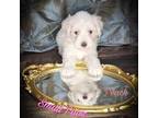 Schnauzer (Miniature) Puppy for sale in Fort Worth, TX, USA