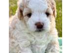 Mutt Puppy for sale in Harwinton, CT, USA