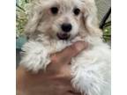 Maltipoo Puppy for sale in Sarasota, FL, USA
