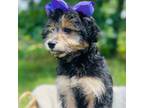 Mutt Puppy for sale in Sallisaw, OK, USA