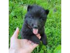 Mutt Puppy for sale in Kirksville, MO, USA