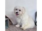 Poodle (Toy) Puppy for sale in Oberlin, KS, USA